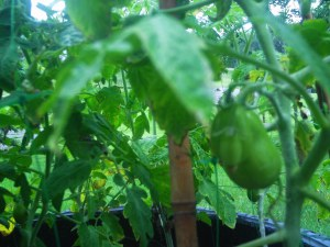 tomatoes