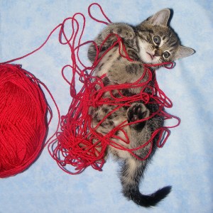cat and yarn