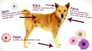 Dog-allergies