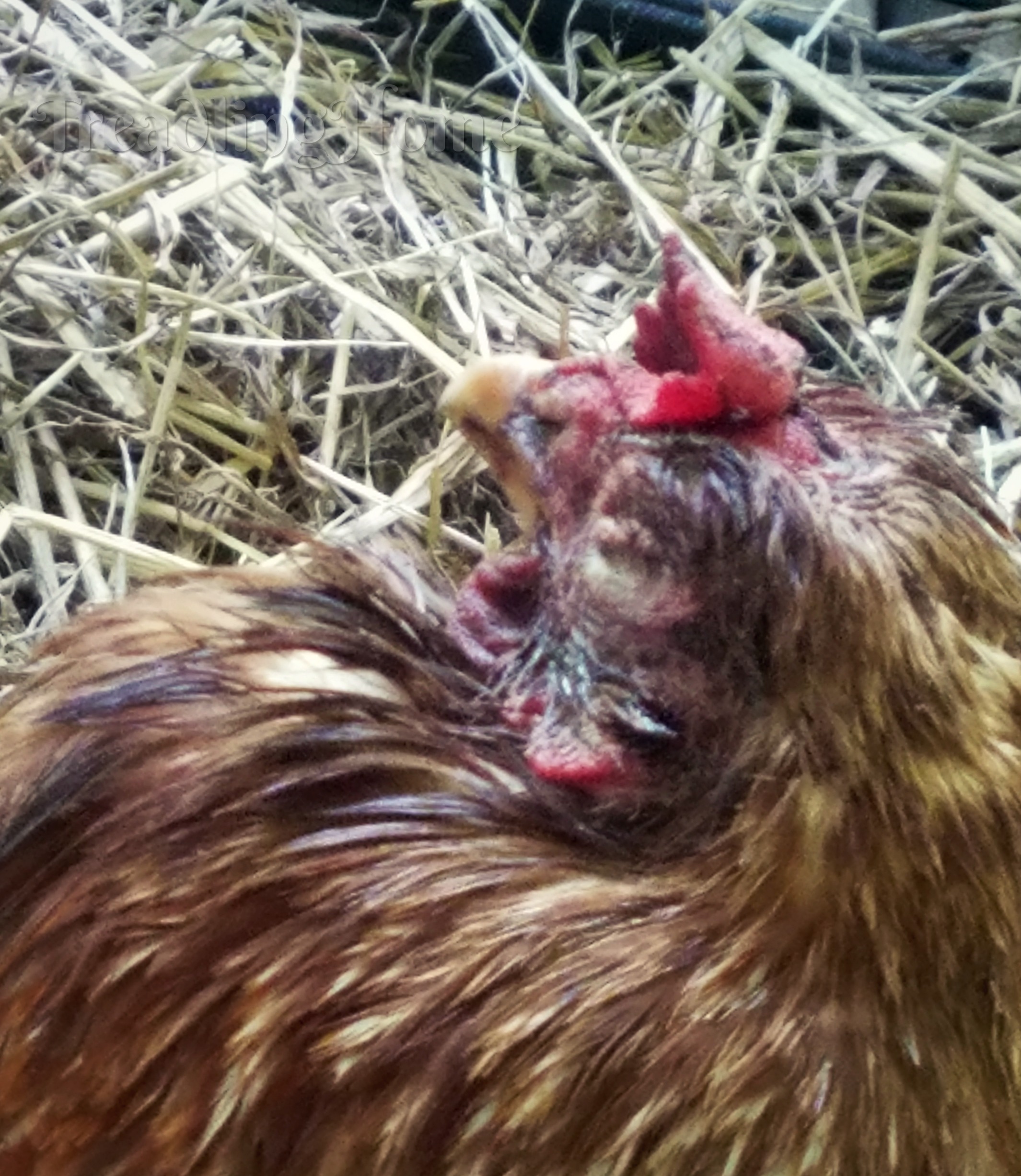 Henny Penny 1
