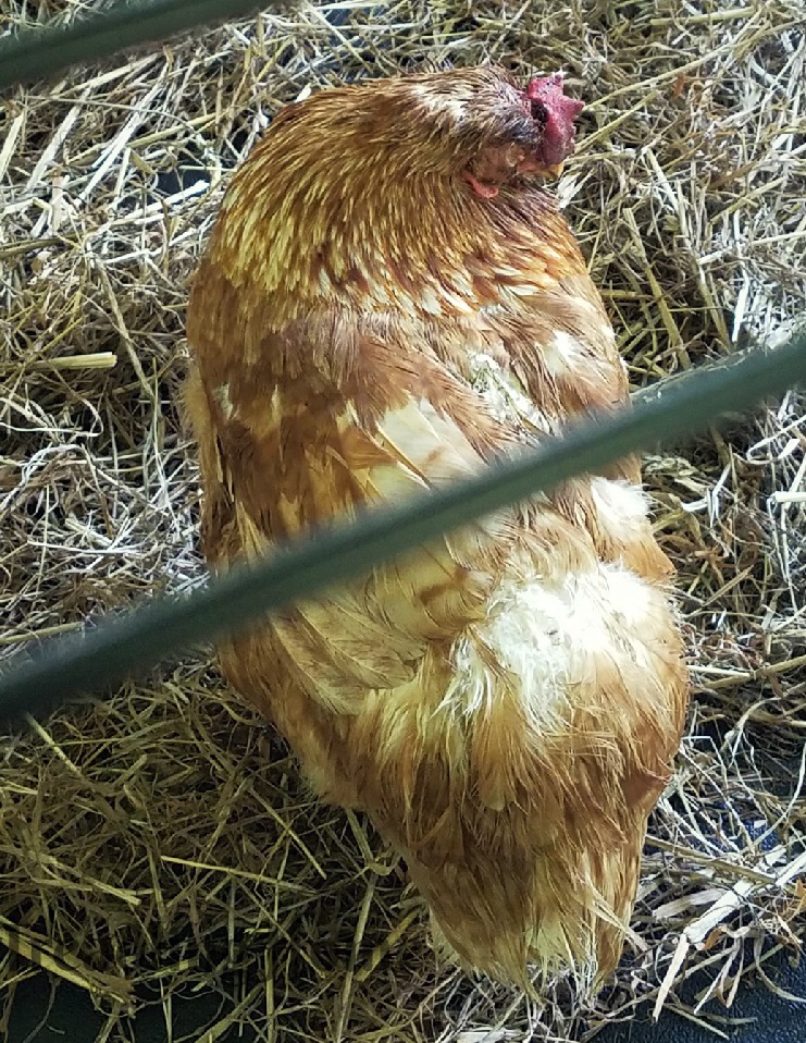 Henny Penny 2