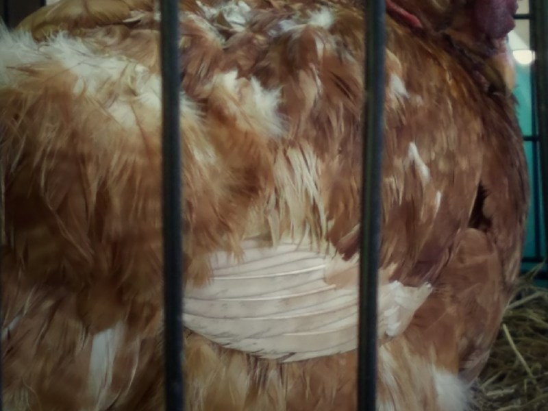 Tragic Loss on the Homestead: 3 Chickens&nbsp;Dead