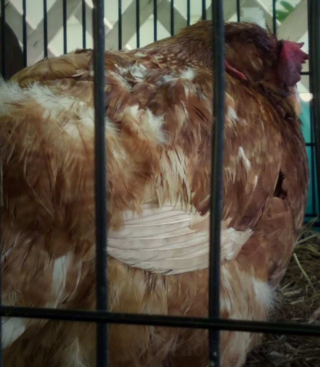 Tragic Loss on the Homestead: 3 Chickens Dead