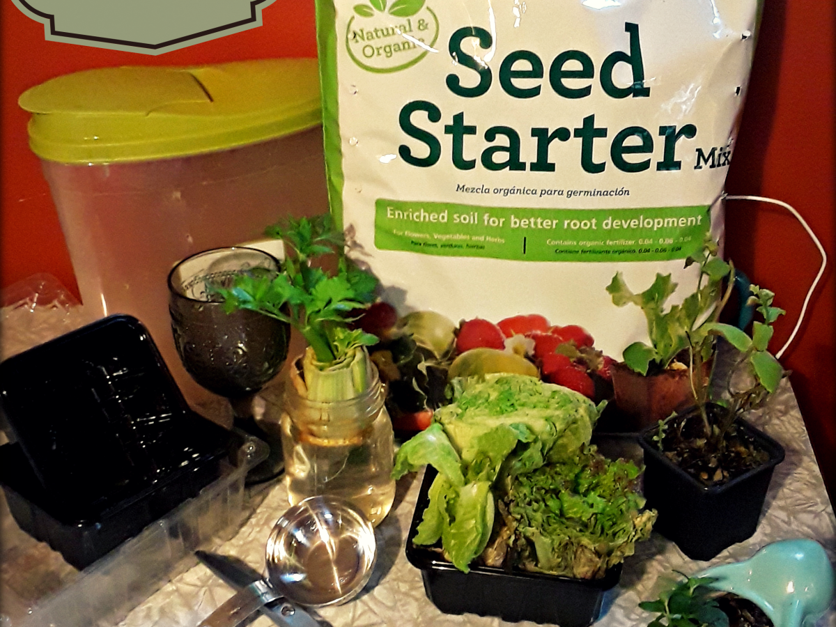 Growing Food from Kitchen Scraps: How to Get&nbsp;Started