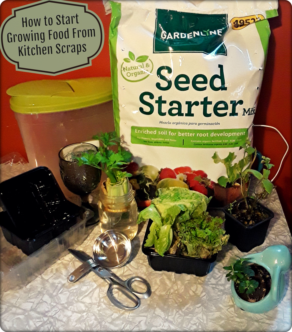 Growing Food from Kitchen Scraps: How to Get Started