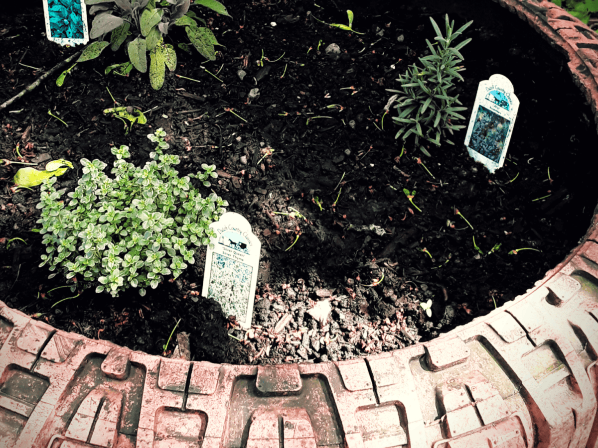 Adventures in Gardening: Raised Bed Herb Garden&nbsp;Update