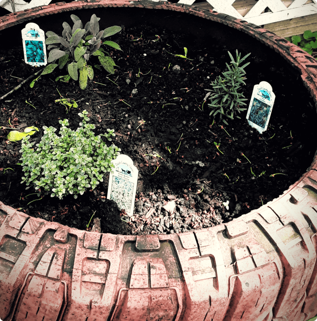 Adventures in Gardening: Raised Bed Herb Garden Update