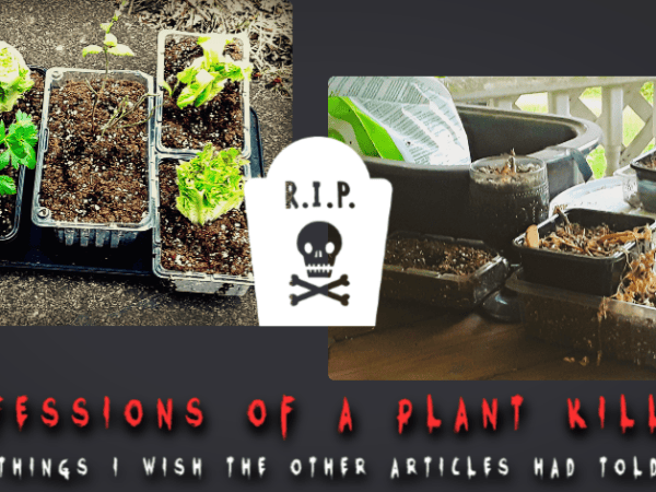 Growing Food from Kitchen Scraps: Confessions of a Plant Killer: 3 Things I Wish the Other Articles Had Told&nbsp;Me