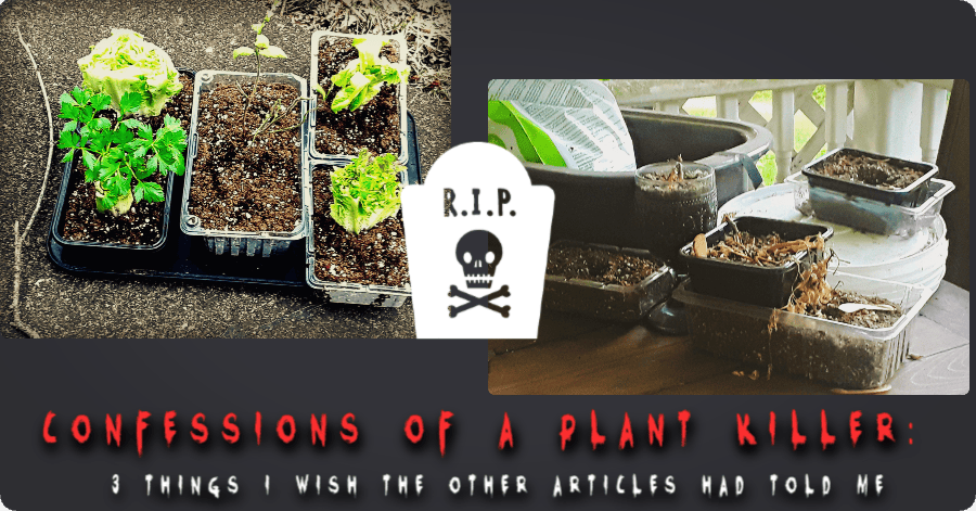 Growing Food from Kitchen Scraps: Confessions of a Plant Killer: 3 Things I Wish the Other Articles Had Told Me