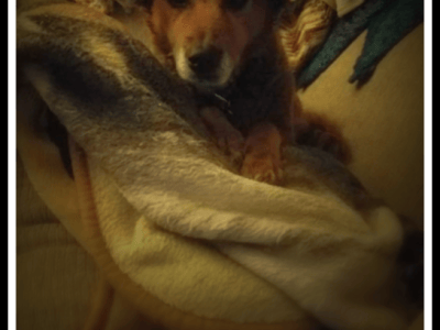 Saying Goodbye: Ginger’s Last&nbsp;Feature