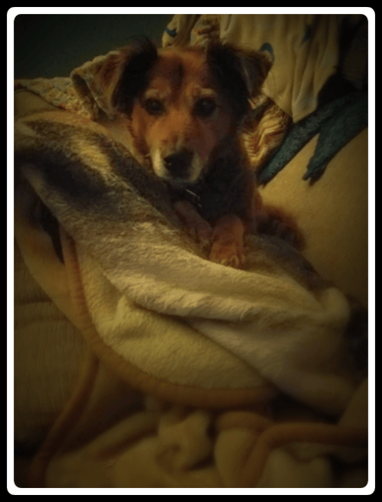 Saying Goodbye: Ginger’s Last Feature