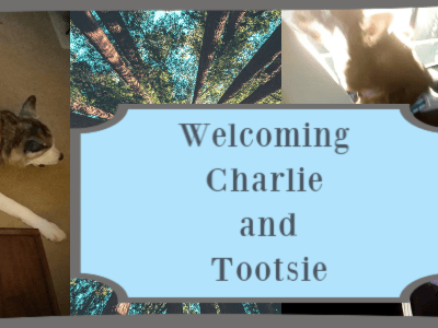 New Beginnings: Welcoming Charlie and Tootsie to the TreadlingHome-stead